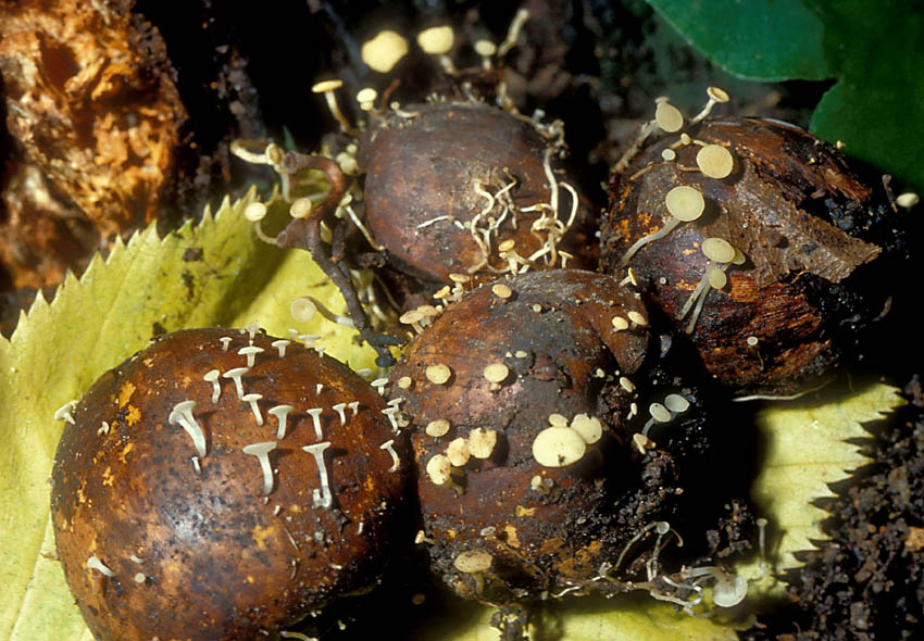 Forse non � Hymenoscyphus fructigenus ....